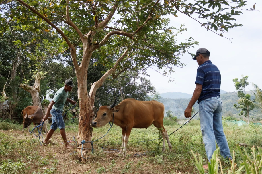 Foto 4 dari album Kurban Pelosok Bima 2025