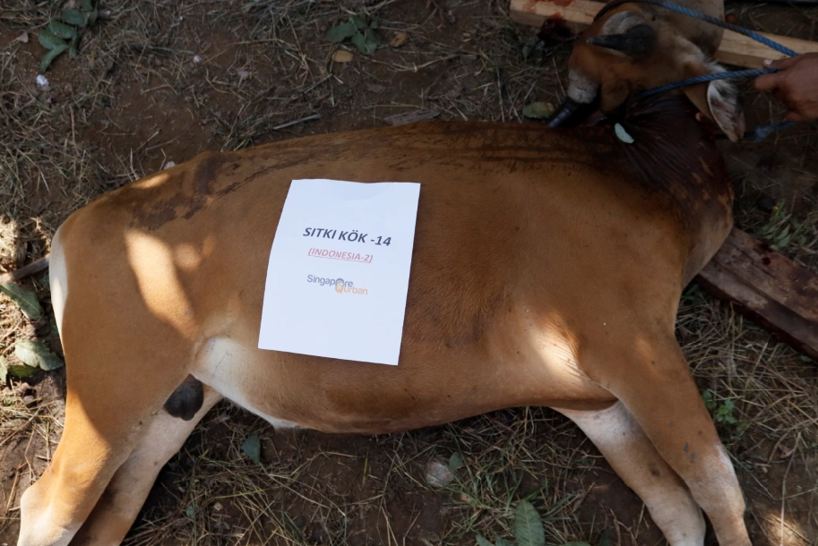 Foto 14 dari album Kurban Pelosok Bima 2025