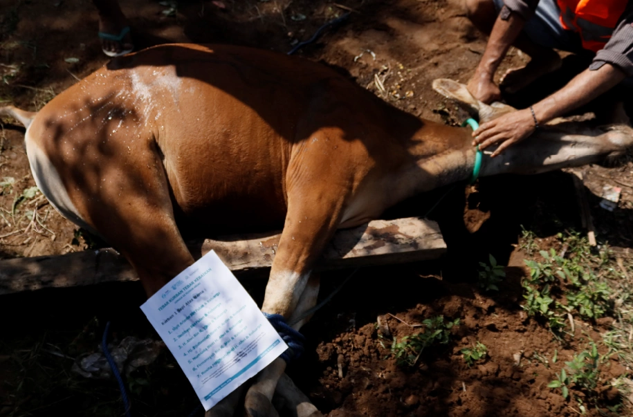Foto 15 dari album Kurban Pelosok Bima 2025