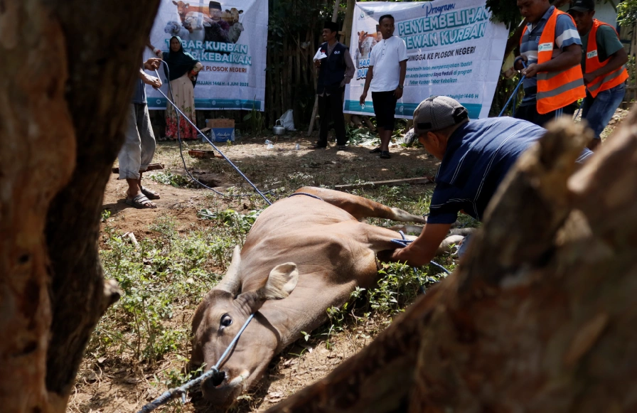 Foto 22 dari album Kurban Pelosok Bima 2025
