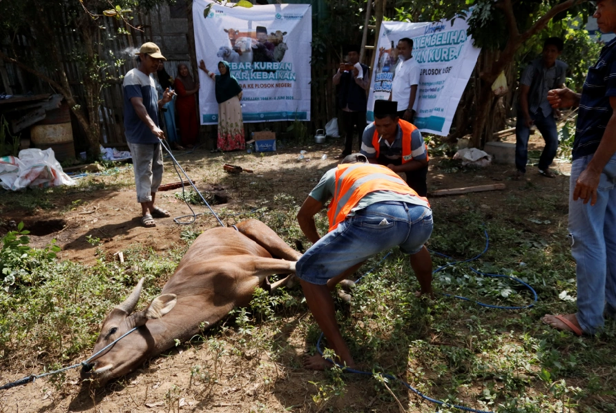 Foto 23 dari album Kurban Pelosok Bima 2025
